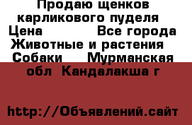 Продаю щенков карликового пуделя › Цена ­ 2 000 - Все города Животные и растения » Собаки   . Мурманская обл.,Кандалакша г.